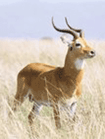Kobus kob Kobus kob