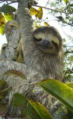 Sloth