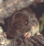 Pocket gophers Pocket gophers