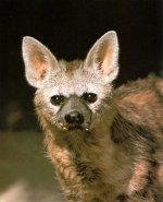 Aardwolf