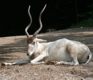 Addax