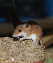 African pygmy mouse African pygmy mouse