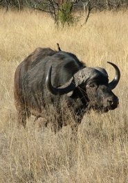 African buffalo African buffalo