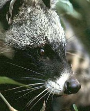 African civet African civet