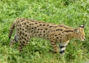 African golden cat African golden cat