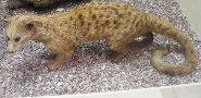 African palm civet African palm civet