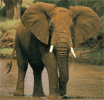 african elephant african elephant