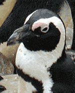 African penguin African penguin