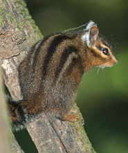 Allen's chipmunk Allen's chipmunk