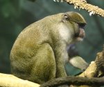 Allens swam monkey Allens swam monkey