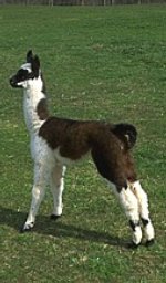 Alpaca