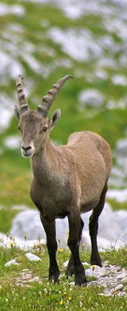 Alpine ibex Alpine ibex