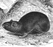 Alpine pika Alpine pika