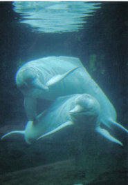 Amazon river dolphin Amazon river dolphin