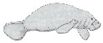 Amazonian manatee Amazonian manatee