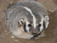 American badger American badger