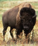 American bison American bison