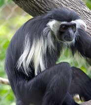 Angolan colubus Angolan colubus