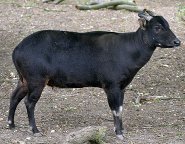 Anoa Anoa