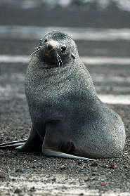 Antarctic fur seal Antarctic fur seal