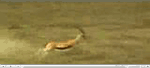 Blonde antelope