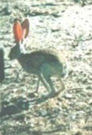 Antelope Jackrabbit Antelope Jackrabbit