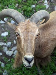 Aoudad Aoudad