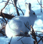 arctic hare