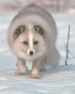 Arctic fox Arctic fox