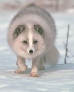 Arctic fox