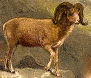 Argali Argali