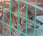 Argentine gray fox Argentine gray fox