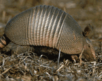 Armadillo