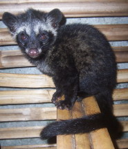 Asian palm civet Asian palm civet