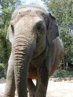 Asian elephant Asian elephant