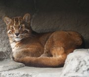 Asian Golden Cat Asian Golden Cat