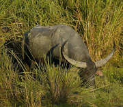 Wild Asiatic Water Buffalo Wild Asiatic Water Buffalo