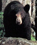 asiatic black bear asiatic black bear