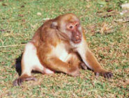 Assam macaque