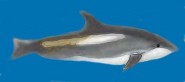 Atlantic white-sided dolphin Atlantic white-sided dolphin