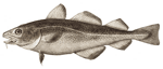Fish Fish