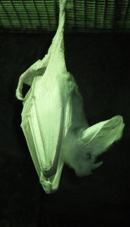 Australian False Vampire Bat Australian False Vampire Bat