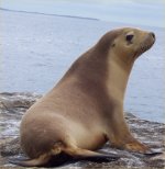Australian sea lion Australian sea lion