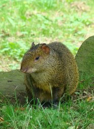 Azara's agouti