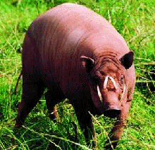 Babirusa Photo by Dr. Thomas Kauffels