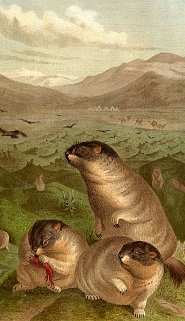 Babok marmot Babok marmot