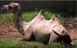 bactrian camel bactrian camel