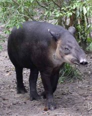 Bairds Tapir Bairds Tapir