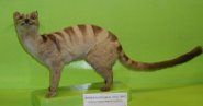 Banded palm civet Banded palm civet