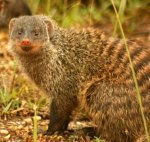 Banded mongoose Banded mongoose